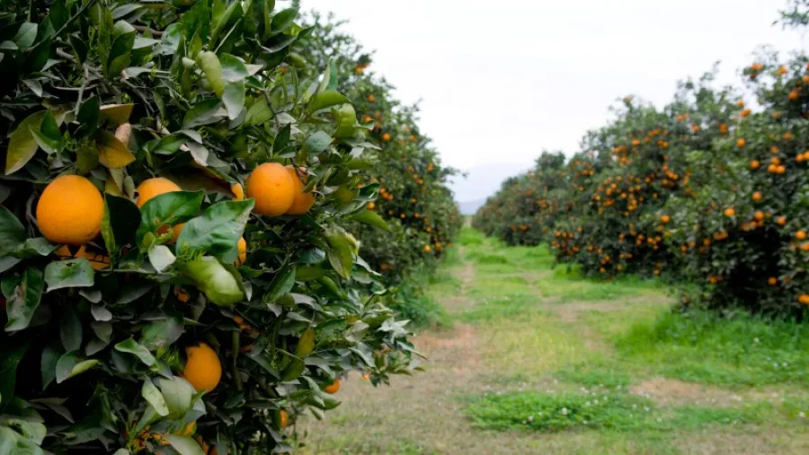 Fruticultura
