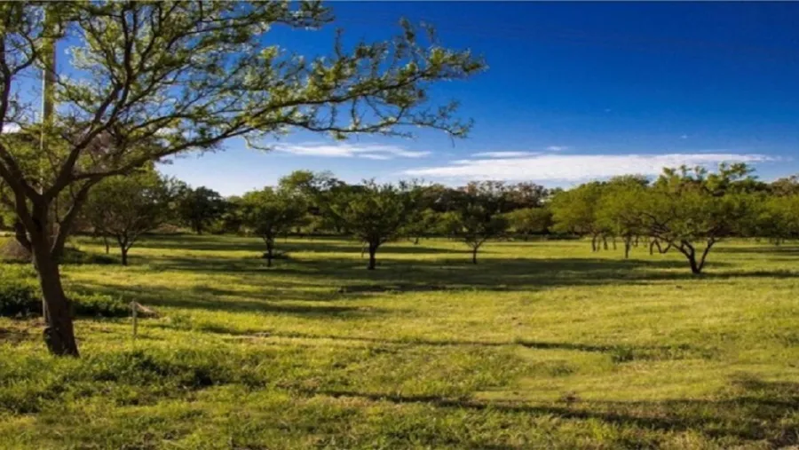 Campo