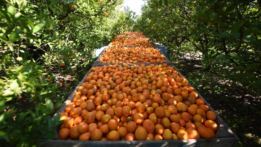 Citrus.