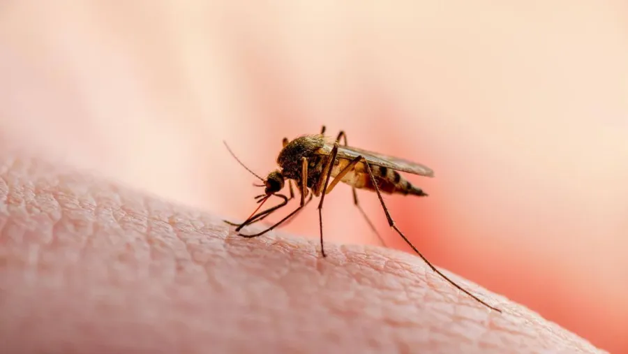 Dengue