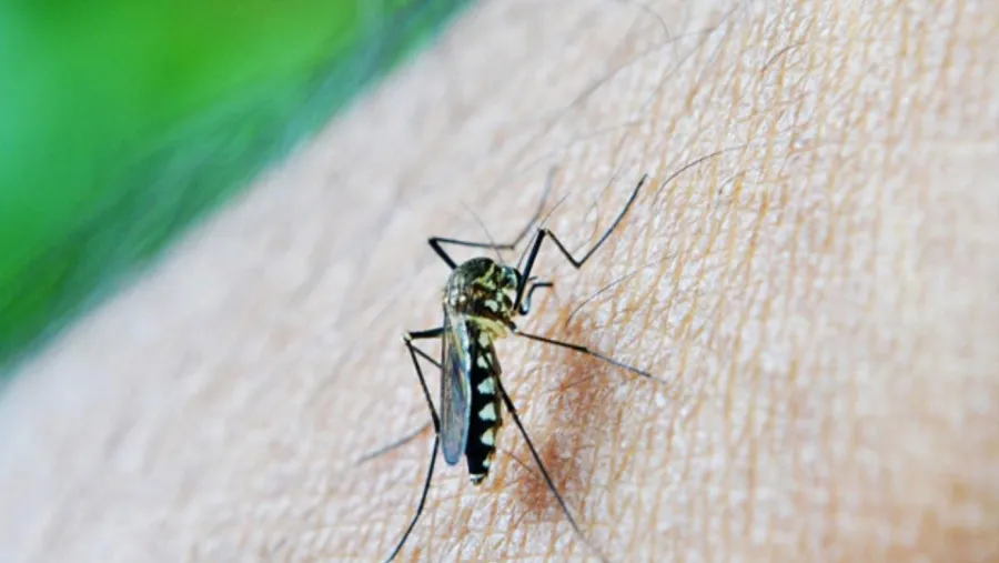 Dengue