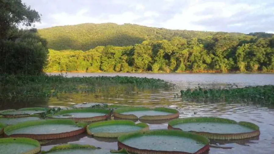 pantanal