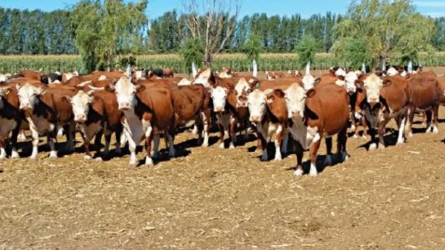 Detuvieron a santafesinos por robar vacunos de un campo de la zona de islas de Entre Ríos