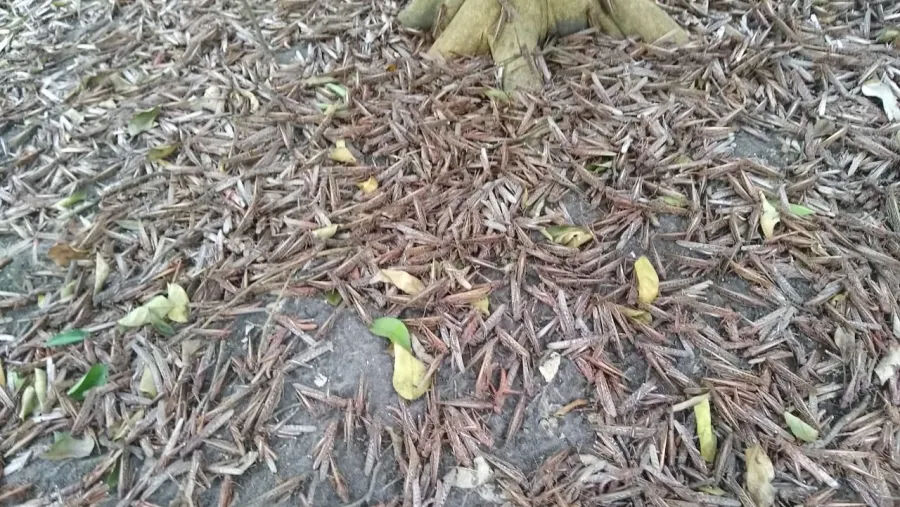 Langostas