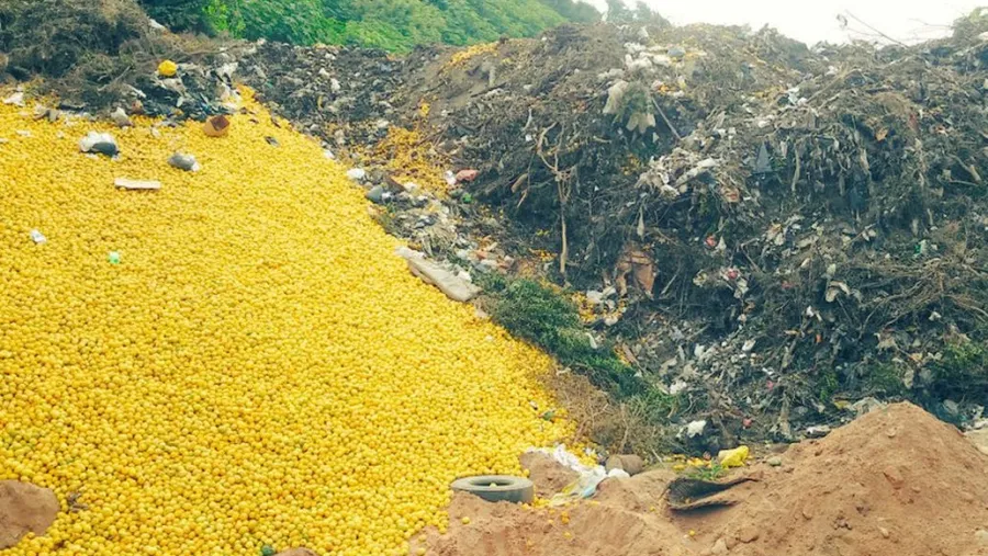 Limones en Tucumán