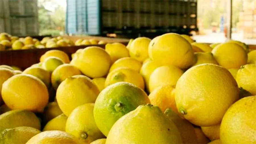 Partió la primera tanda de limones argentinos a la India