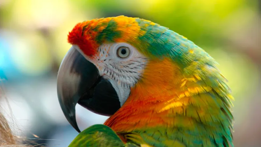 Loro