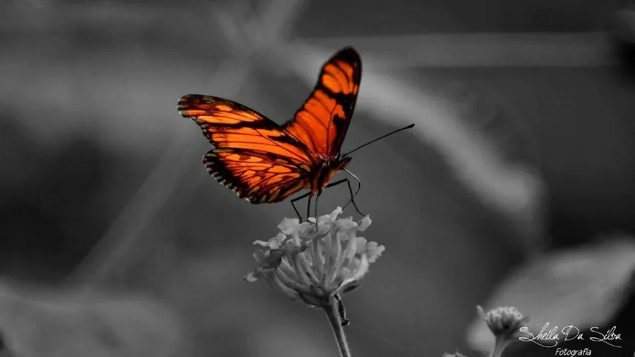 Mariposas