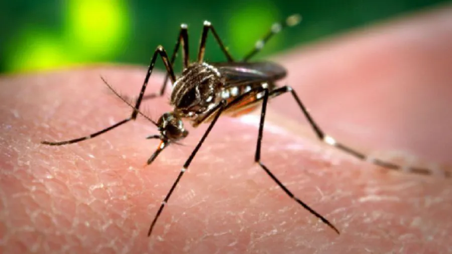 Mosquito