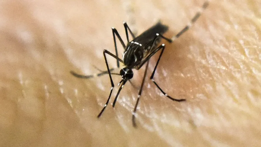 Mosquito