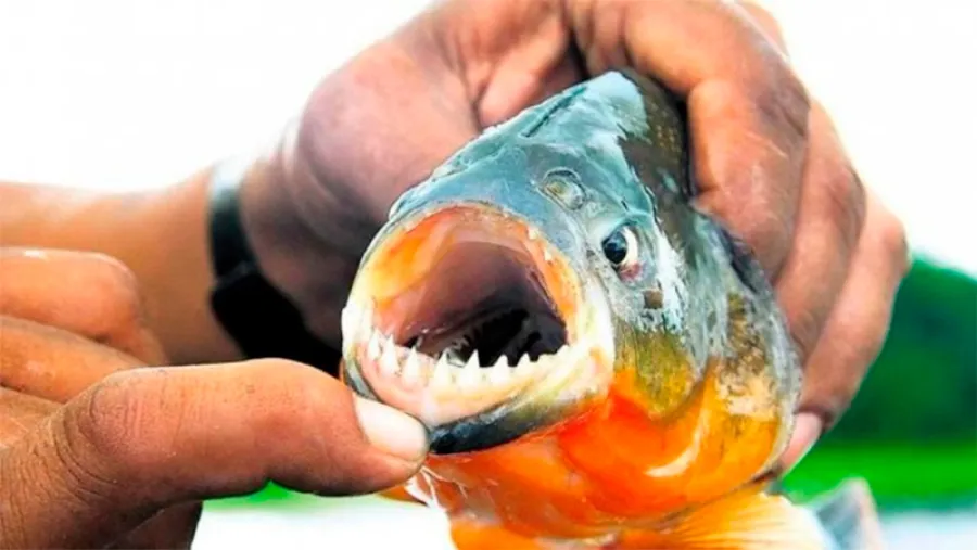 palometa