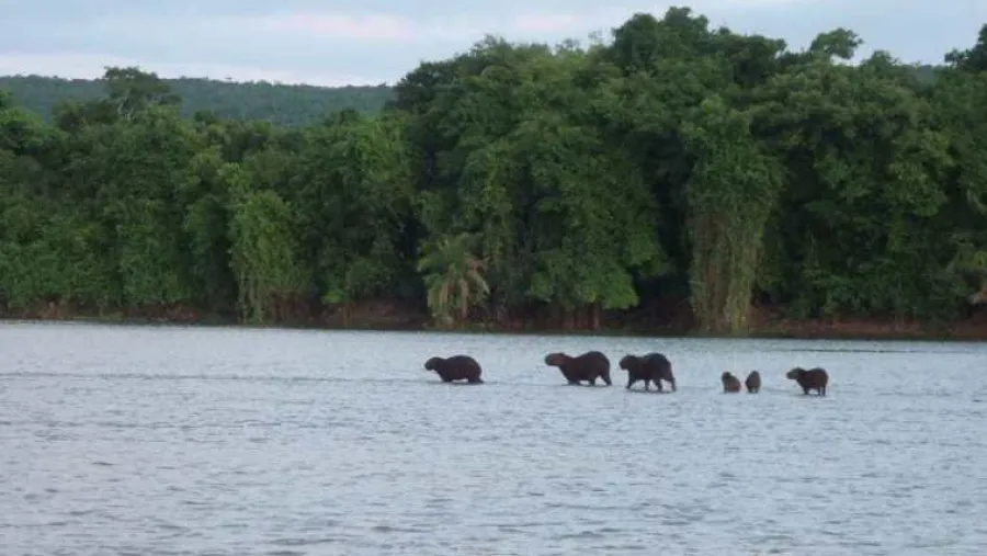 Pantanal