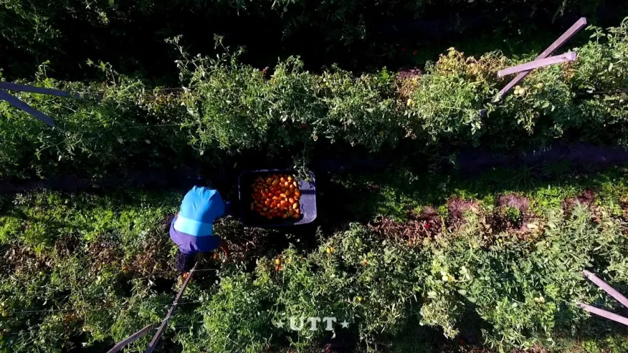 UTT