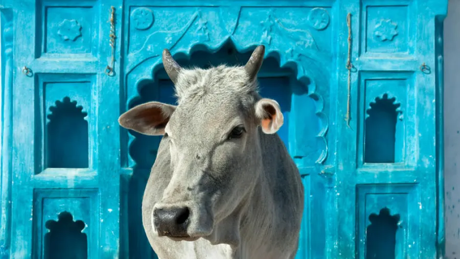 Vacas sagradas