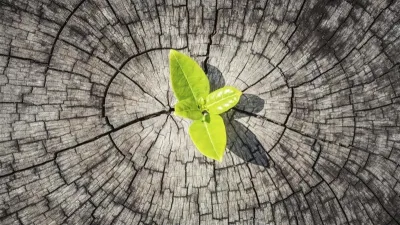 brote verde