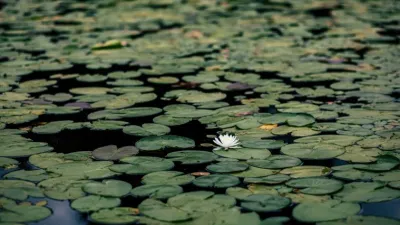 flor en el agua