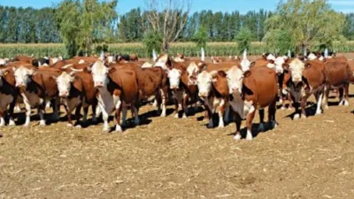 Detuvieron a santafesinos por robar vacunos de un campo de la zona de islas de Entre Ríos
