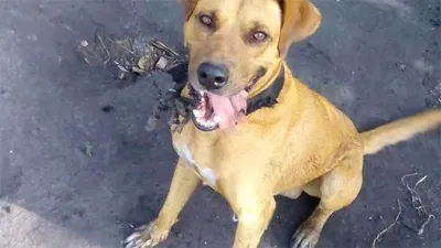 Villaguay: aguardan elevación a juicio de la causa por un perro asesinado a puñaladas