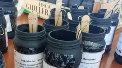 ovitrampas dengue