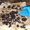 Hongos alucinógenos