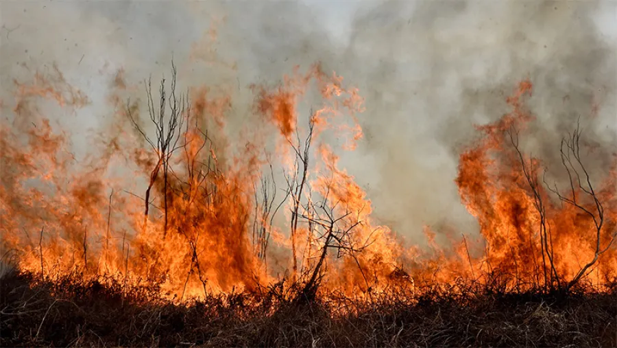 Ley de manejo del fuego.