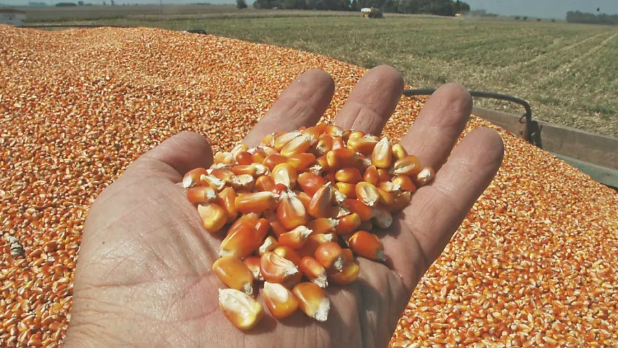 Exportaciones de granos.