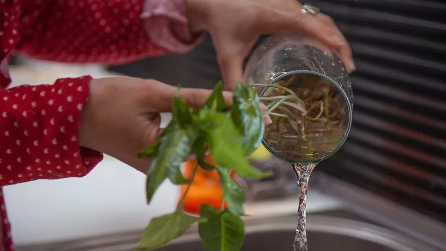Utilizar arena húmeda en floreros y plantas acuáticas