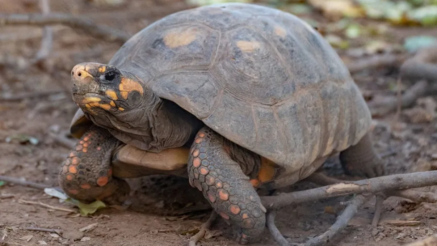 Reingresarán a la tortuga yabotí al Parque Nacional El Impenetrable chaqueño Reingresarán a la tortuga yabotí al Parque Nacional El Impenetrable chaqueño