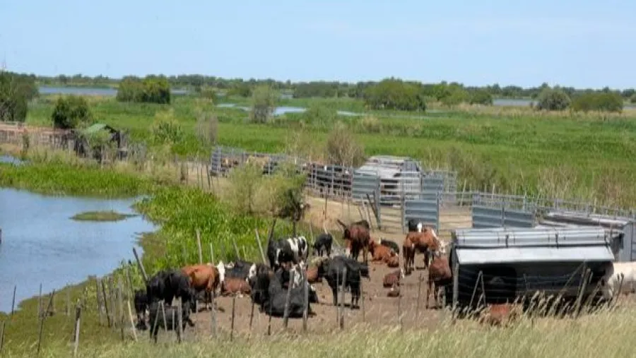 El gobierno de Entre Ríos es titular de 76 establecimientos agropecuarios en las islas El gobierno de Entre Ríos es titular de 76 establecimientos agropecuarios en las islas