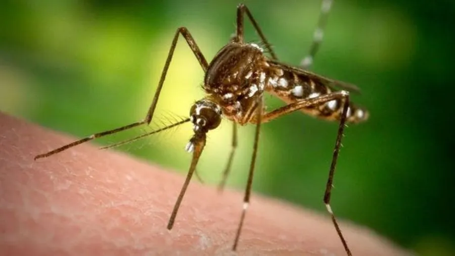 Aedes Aegipty