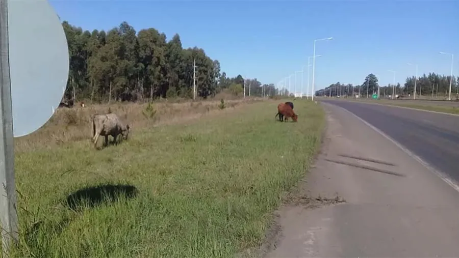 Los propietarios de vacunos y equinos sueltos en las rutas no se hacen responsables por siniestros viales.