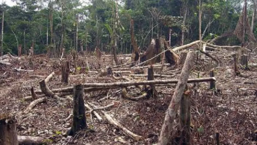 Deforestación Deforestación