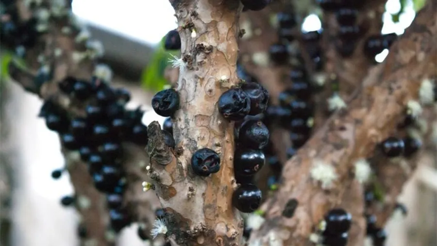 Guapurú o Yvapuru es su nombre en lengua guaraní, pero ahora es más conocido por “Jaboticaba” (Yabuticaba) y tiene una particularidad: sus frutos crecen pegados al tronco.