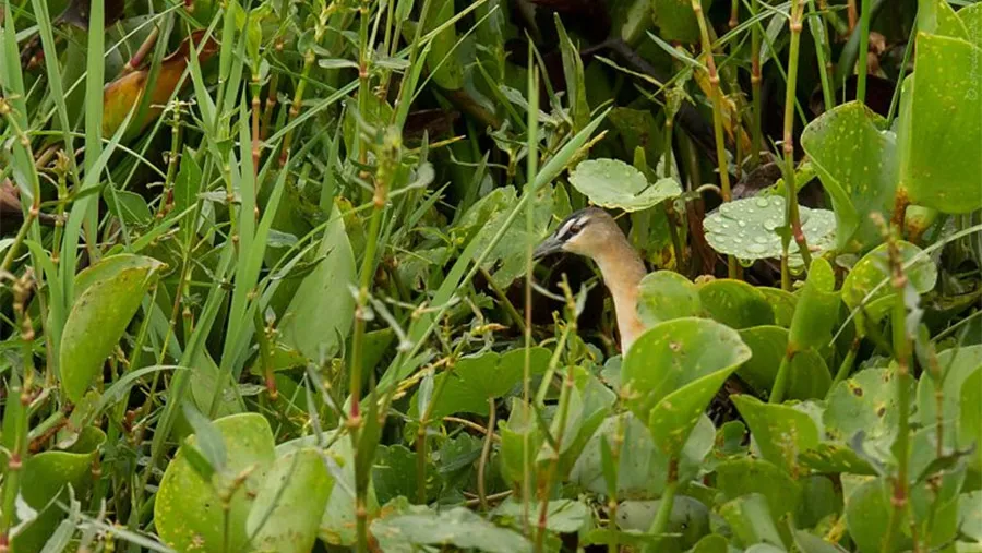 La especie “burrito amarillo” fue avistada en Bella Unión (ROU), Federal y Colonia Ayuí (Departamento Concordia).