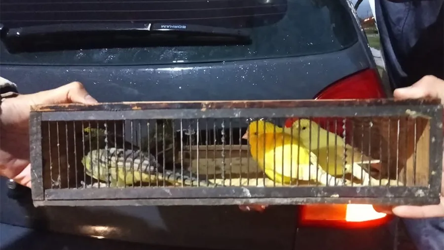 Las aves fueron secuestradas y serán liberadas en su hábitat natural. Las aves fueron secuestradas y serán liberadas en su hábitat natural.
