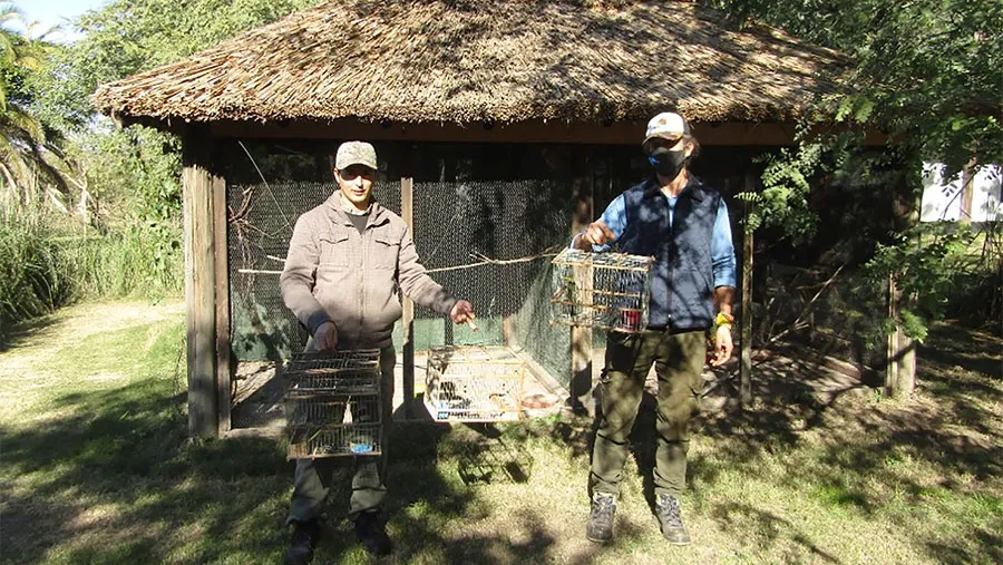 Los cardenales amarillos (Gubernatrix cristata) provienen de un decomiso por tenencia ilegal de fauna silvestre, y ya se encuentran en proceso de adaptación para luego intentar su reinserción en la reserva natural El Potrero, de Gualeguaychú. Los cardenales amarillos (Gubernatrix cristata) provienen de un decomiso por tenencia ilegal de fauna silvestre, y ya se encuentran en proceso de adaptación para luego intentar su reinserción en la reserva natural El Potrero, de Gualeguaychú.