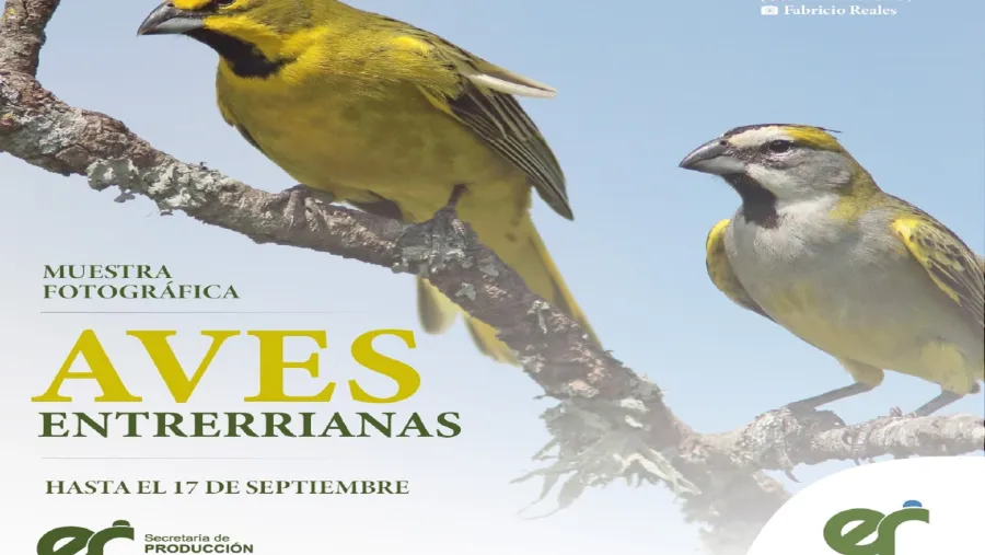 Aves Entrerrianas Aves Entrerrianas