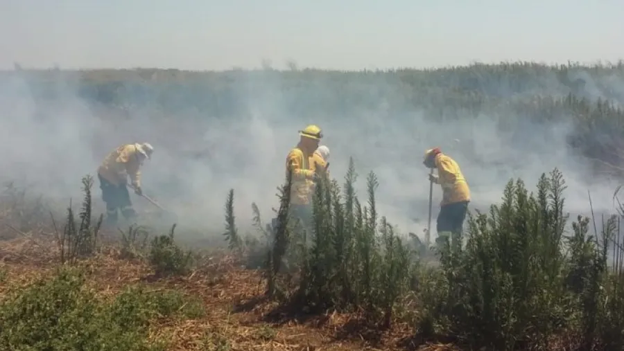 Dispusieron un operativo por nuevos focos de incendio registrados en islas del Delta Dispusieron un operativo por nuevos focos de incendio registrados en islas del Delta