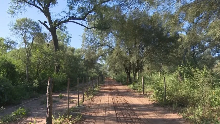 En los últimos 20 años, se perdieron 6,5 millones de hectáreas de bosque nativo en el país
