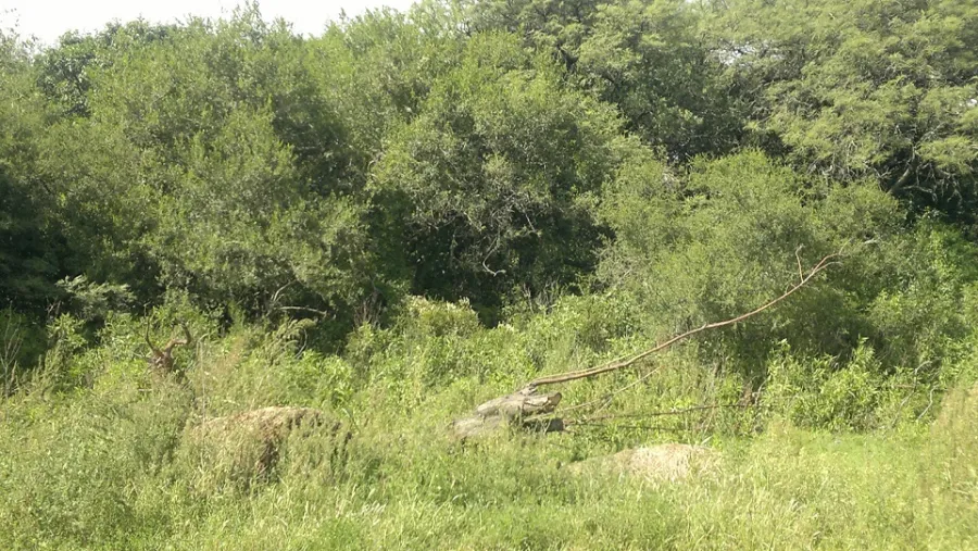 Bosque nativo