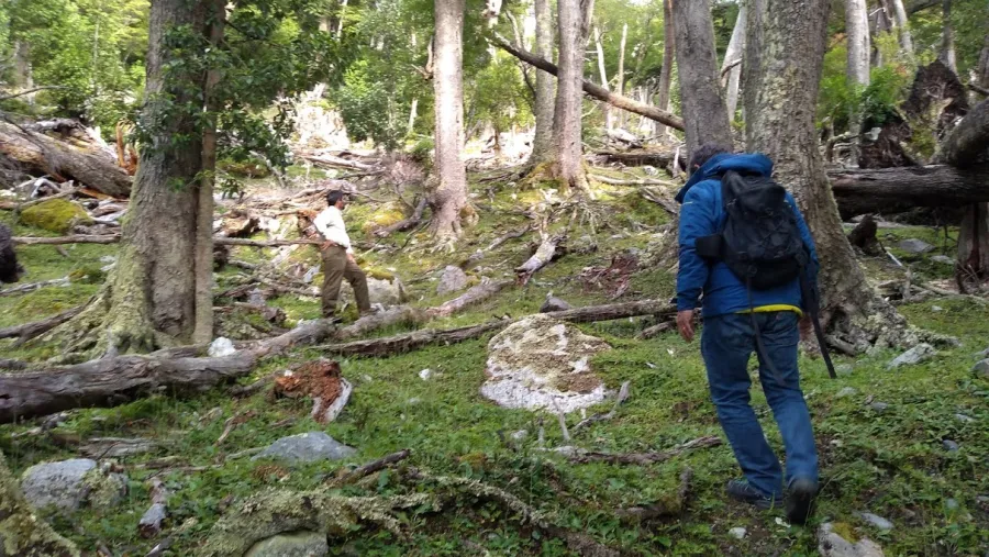 bosques nativos