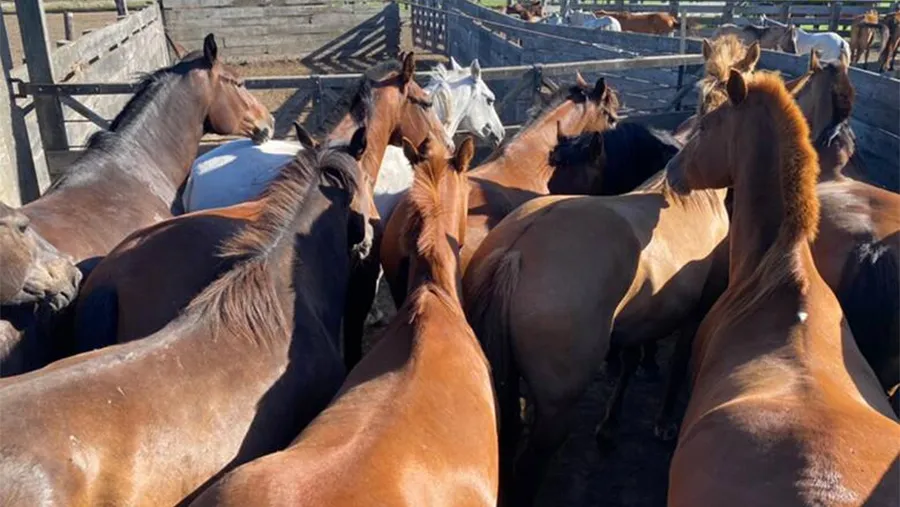 La Justicia Federal procesó a cinco personas por conformar una asociación ilícita dedicada al lavado de activos de origen delictivo y a la evasión tributaria en el comercio de equinos.
