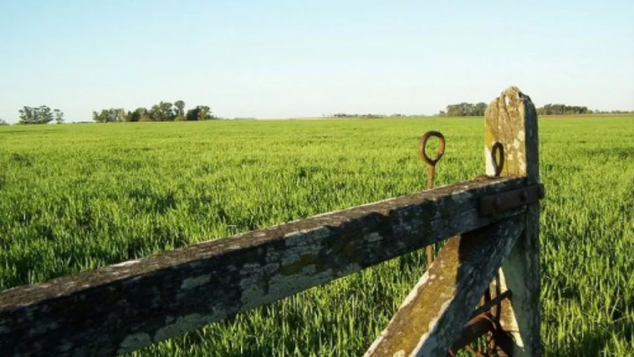 Campo. Campo.