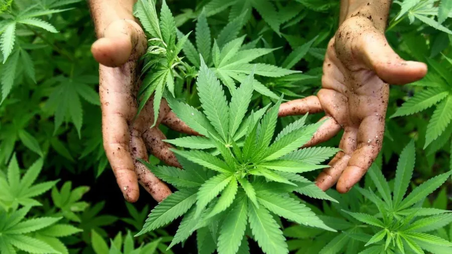 Cultivo para consumo personal