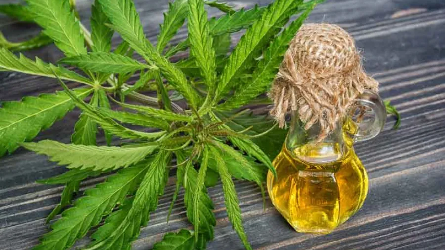 Aceite de cannabis Aceite de cannabis