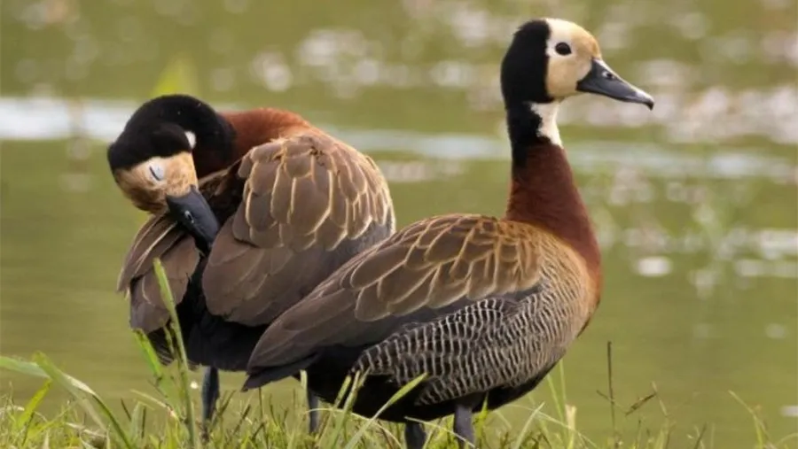 Entidades ambientalistas piden que el gobierno provincial suspenda por 5 años la caza de aves silvestres en Entre Ríos.