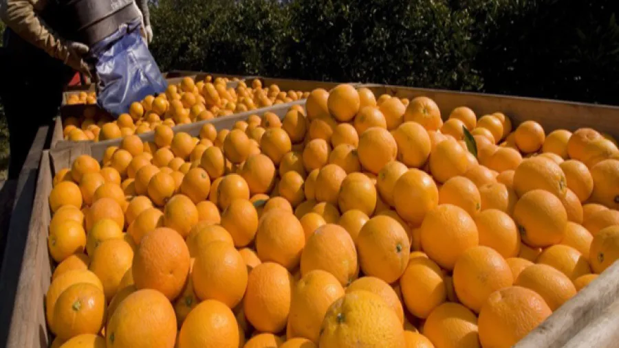 Emergencia citrícola