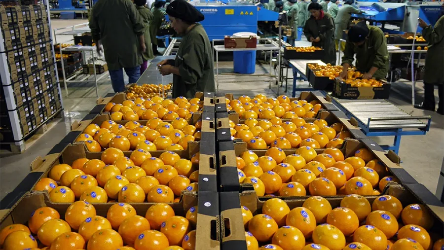 Las autoridades provinciales se reunieron con los representantes de la Cámara de Exportadores de Citrus para analizar la realidad del sector y sus perspectivas. Las autoridades provinciales se reunieron con los representantes de la Cámara de Exportadores de Citrus para analizar la realidad del sector y sus perspectivas.