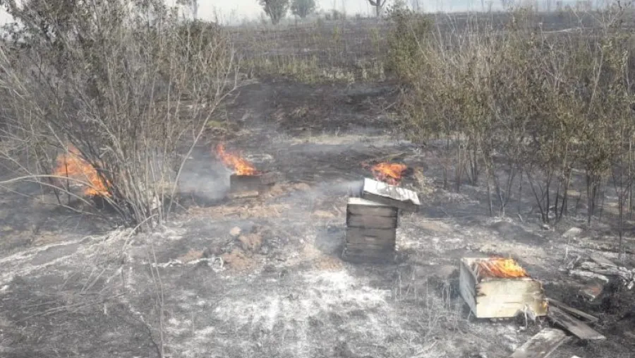 El fuego en las islas devoró el colmenar de un productor El fuego en las islas devoró el colmenar de un productor