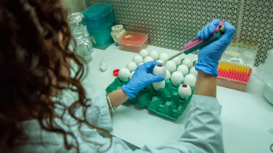 investigación coronavirus INTA-Conicet